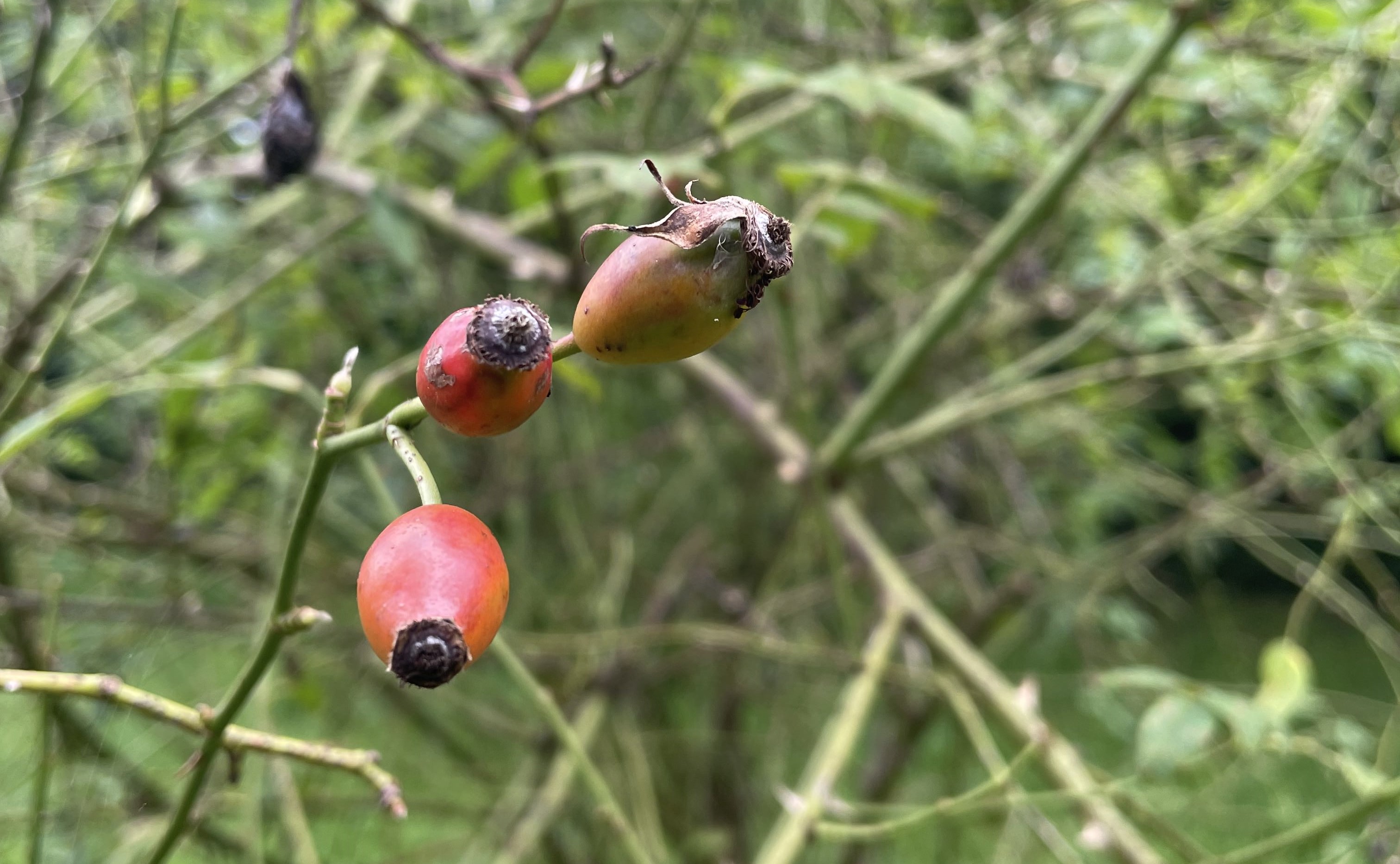 Rosa corymbifera